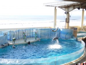 新江の島水族館2